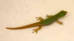 Lygodactylus conraui im Terrarium halten (Einrichtungsbeispiele für Kongo-Zwerggecko)