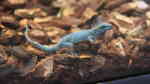 Lygodactylus williamsi im Terrarium halten (Einrichtungsbeispiele mit Himmelblauer Zwergtaggecko)