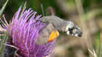 Macroglossum stellatarum am Gartenteich (Einrichtungsbeispiele für Taubenschwänzchen)