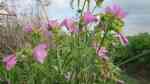 Malva moschata im Garten pflanzen (Einrichtungsbeispiele mit Moschusmalve)