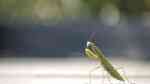 Mantis religiosa im Terrarium halten (Einrichtungsbeispiele mit Europäische Gottesanbeterin)