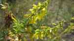 Melilotus officinalis im Garten pflanzen (Einrichtungsbeispiele mit Echter Steinklee)