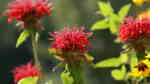 Monarda didyma im Garten pflanzen (Einrichtungsbeispiele mit Indianernessel)