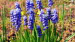 Traubenhyazinthen im Garten pflanzen (Einrichtungsbeispiele mit Muscari-Arten)