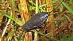 Nepa cinerea im Gartenteich (Einrichtungsbeispiele mit Wasserskorpion)