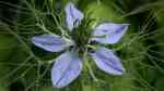 Nigella damascena im Garten pflanzen (Einrichtungsbeispiele mit Jungfer im Grünen)