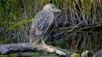 Nycticorax nycticorax am Gartenteich (Einrichtungsbeispiele mit Nachtreiher)