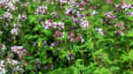 Origanum vulgare im Garten pflanzen (Einrichtungsbeispiele mit Oregano)