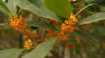 Osmanthus fragrans im Garten pflanzen (Einrichtungsbeispiele mit Süße Duftblüte)