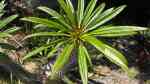 Pachypodium lamerei im Garten pflanzen (Einrichtungsbeispiele mit Madagaskarpalme)