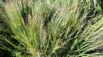 Panicum virgatum im Garten pflanzen (Einrichtungsbeispiele mit Rutenhirse)