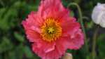 Papaver nudicaule im Garten pflanzen (Einrichtungsbeispiele mit Islandmohn)