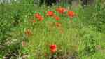 Papaver rhoeas im Garten pflanzen (Einrichtungsbeispiele mit Klatschmohn)