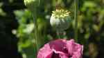 Papaver somniferum im Garten pflanzen (Einrichtungsbeispiele mit Schlafmohn)