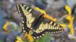 Papilio machaon im Garten (Einrichtungsbeispiele für Schwalbenschwanz)