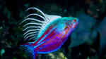 Paracheilinus cyaneus im Aquarium halten (Einrichtungsbeispiele für Blauer Zwerglippfisch)