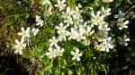 Parnassia palustris im Garten pflanzen (Einrichtungsbeispiele mit Sumpfherzblatt)