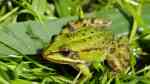 Pelophylax esculentus im Gartenteich (Einrichtungsbeispiele mit Teichfröschen)