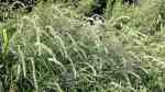 Pennisetum alopecuroides am Gartenteich pflanzen (Einrichtungsbeispiele mit Australisches Lampenputzergras)