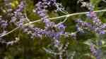 Perovskia atriplicifolia im Garten pflanzen (Einrichtungsbeispiele mit Blauraute)