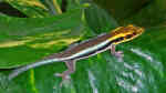 Phelsuma klemmeri im Terrarium halten (Einrichtungsbeispiele mit Blauer Bambus-Taggecko)