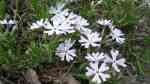 Phlox bifida am Gartenteich pflanzen (Einrichtungsbeispiele mit Zweispaltiger Phlox)