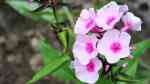 Phlox floridana am Gartenteich pflanzen (Einrichtungsbeispiele mit Florida-Phlox)