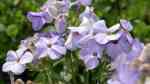 Phlox stolonifera am Gartenteich pflanzen (Einrichtungsbeispiele mit Wander-Phlox)