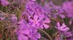 Phlox subulata am Gartenteich pflanzen (Einrichtungsbeispiele mit Teppichphlox)