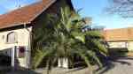 Phoenix canariensis im Garten pflanzen (Einrichtungsbeispiele mit Kanarische Dattelpalme)