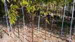 Phyllostachys nigra im Garten pflanzen (Einrichtungsbeispiele mit Schwarzrohrbambus)