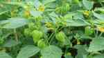 Physalis philadelphica im Garten pflanzen (Einrichtungsbeispiele mit Tomatillo)