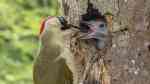 Picus viridis im Garten (Einrichtungsbeispiele mit Grünspecht)