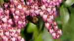 Pieris japonica im Garten pflanzen (Einrichtungsbeispiele mit Japanische Lavendelheide)