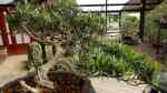 Podocarpus macrophyllus im Garten pflanzen (Einrichtungsbeispiele mit Großblättrige Steineiben)