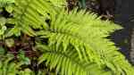 Polystichum setiferum am Gartenteich pflanzen (Einrichtungsbeispiele mit Grannen-Schildfarn)