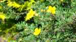 Potentilla fruticosa im Garten pflanzen (Einrichtungsbeispiele mit Fingerstrauch)