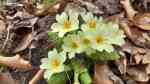 Primula vulgaris im Garten pflanzen (Einrichtungsbeispiele mit Stängellose Schlüsselblume)