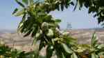 Prunus dulcis im Garten pflanzen (Einrichtungsbeispiele mit Mandel)