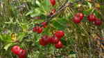 Prunus fruticosa im Garten pflanzen (Einrichtungsbeispiele mit Zwerg-Kirsche)