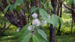 Prunus maackii im Garten pflanzen (Einrichtungsbeispiele mit Amur-Kirsche)