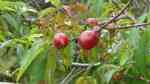 Prunus persica var. nucipersica im Garten pflanzen (Einrichtungsbeispiele mit Nektarine)