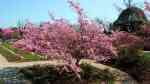 Prunus sargentii im Garten pflanzen (Einrichtungsbeispiele mit Berg-Kirsche)