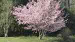 Prunus serrulata im Garten pflanzen (Einrichtungsbeispiele mit Japanische Blütenkirsche)