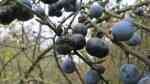 Prunus spinosa im Garten pflanzen (Einrichtungsbeispiele mit Schlehdorn)