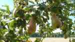 Pyrus communis im Garten pflanzen (Einrichtungsbeispiele mit Birnbaum)