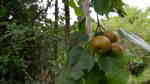 Pyrus pyrifolia im Garten pflanzen (Einrichtungsbeispiele mit Nashi-Birne)