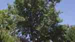 Quercus suber im Garten pflanzen (Einrichtungsbeispiele mit Kork-Eiche)