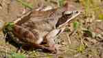 Rana dalmatina im Gartenteich (Einrichtungsbeispiele mit Springfröschen)