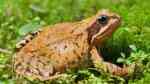 Rana temporaria im Garten (Einrichtungsbeispiele mit Grasfrosch)